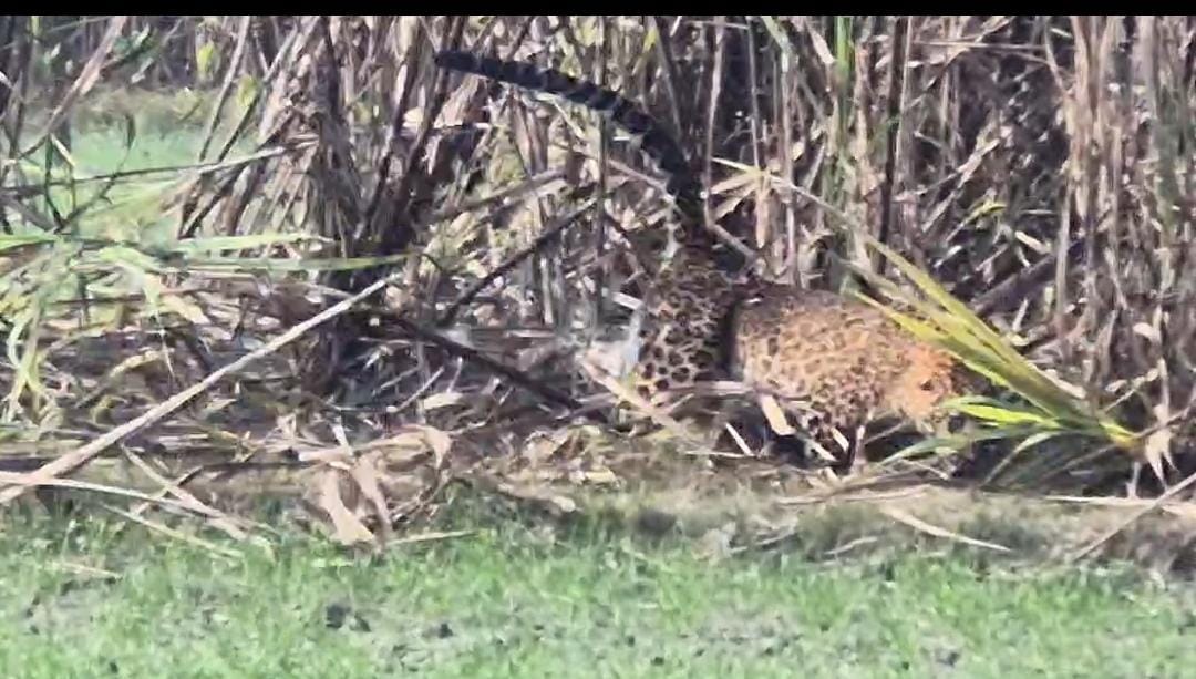 तार के बाड में फंसा तेंदुआ, रेस्क्यू के दौरान जाल फाड़ हुआ फरार