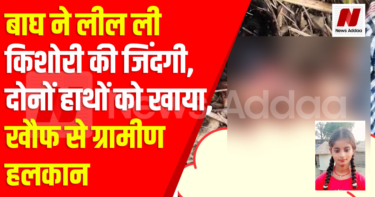 बाघ ने लील ली किशोरी की जिंदगी, दोनों हाथों को खाया, खौफ से ग्रामीण हलकान