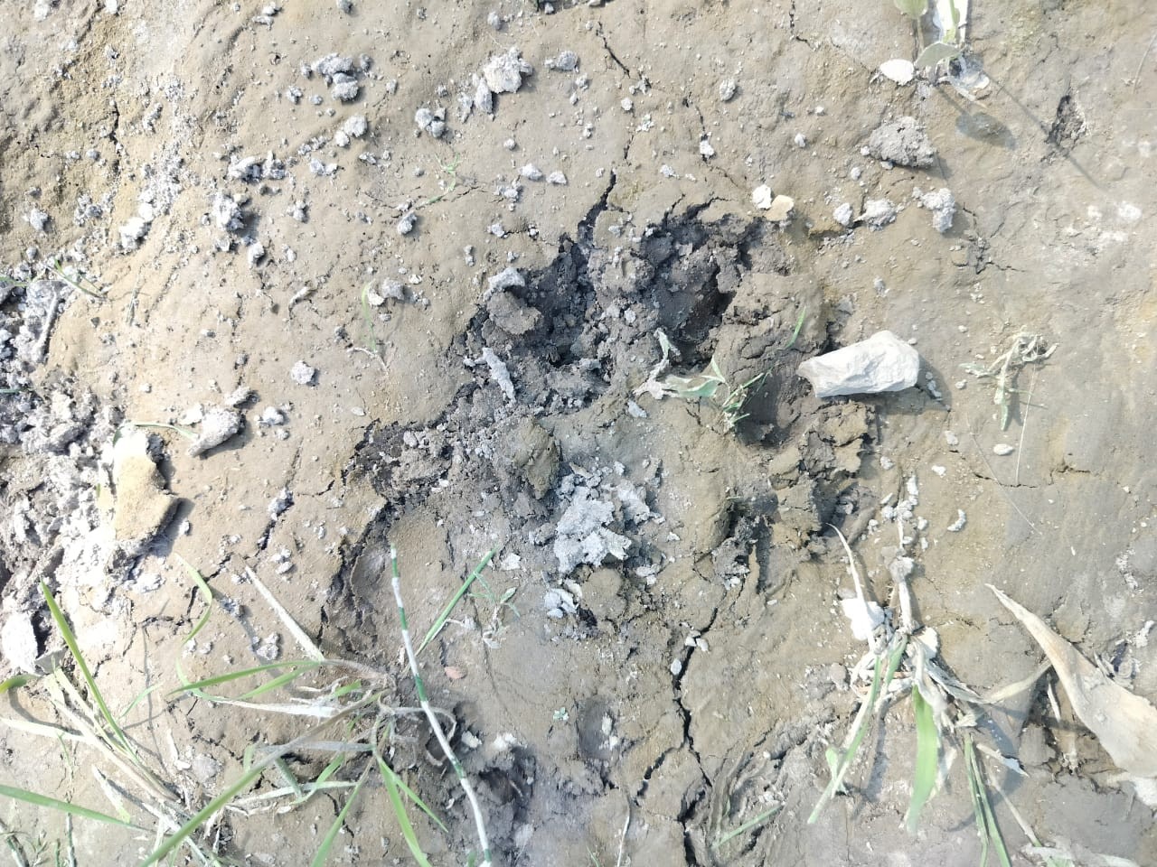 सिसवा गोपाल के पास नहर में मिला मृत हिरण