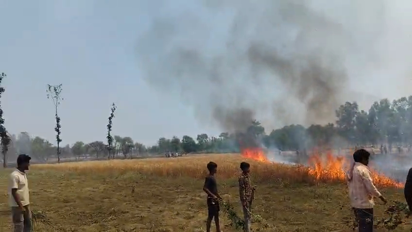 भीषण आग में 12 बीघा गेहूं की फसल जलकर राख, दर्जनों किसान प्रभावित