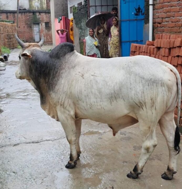 सांड के उत्पात से ग्रामीण परेशान